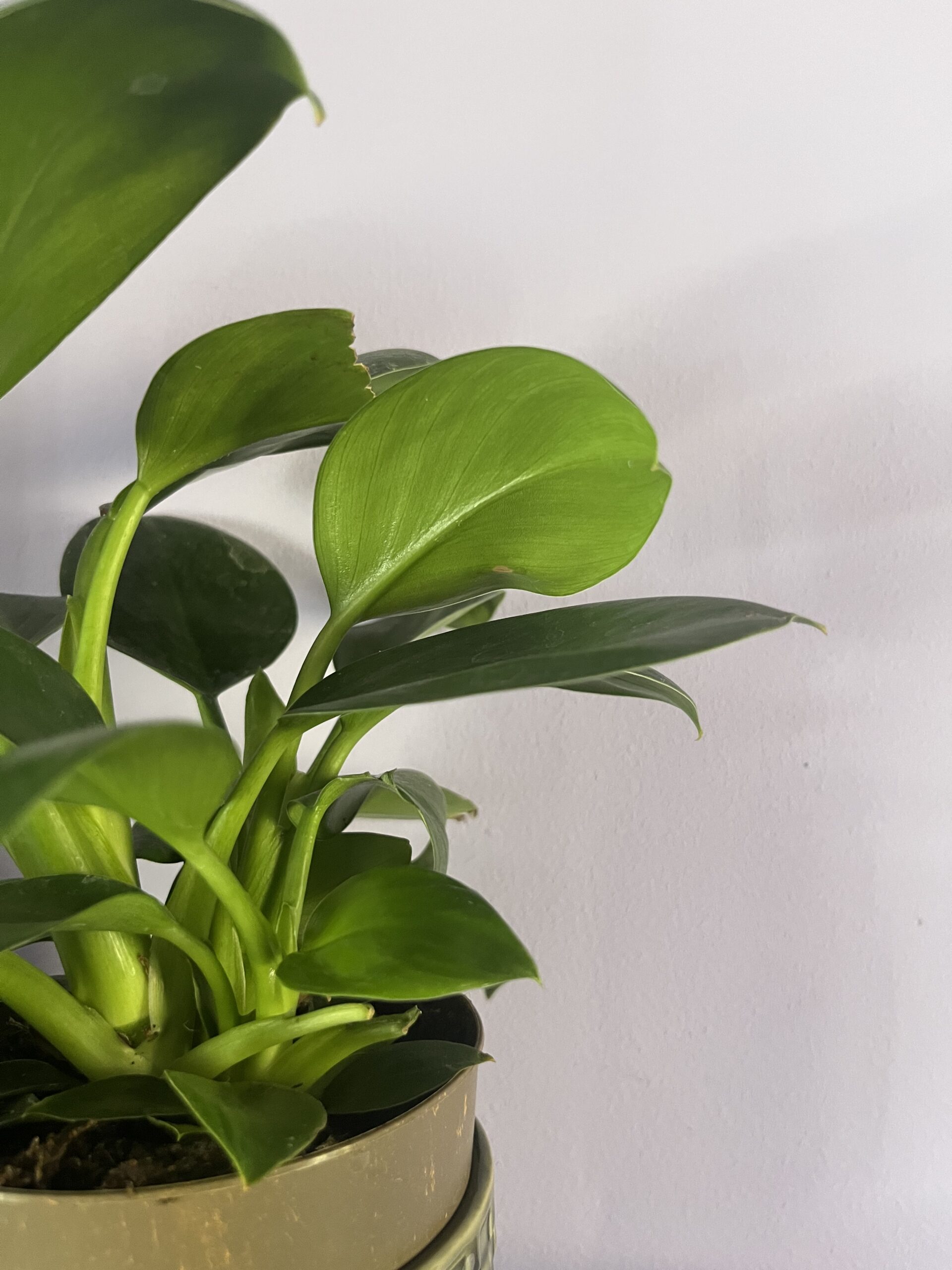 indreting med planter